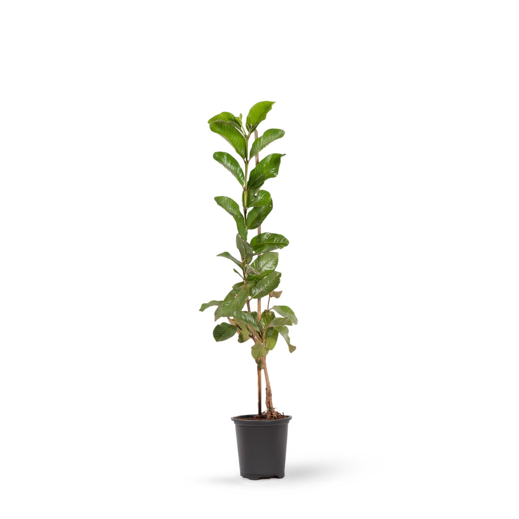 Guava-Lucknow-49(Air Layered Plant) - Fruit Plants & Tree