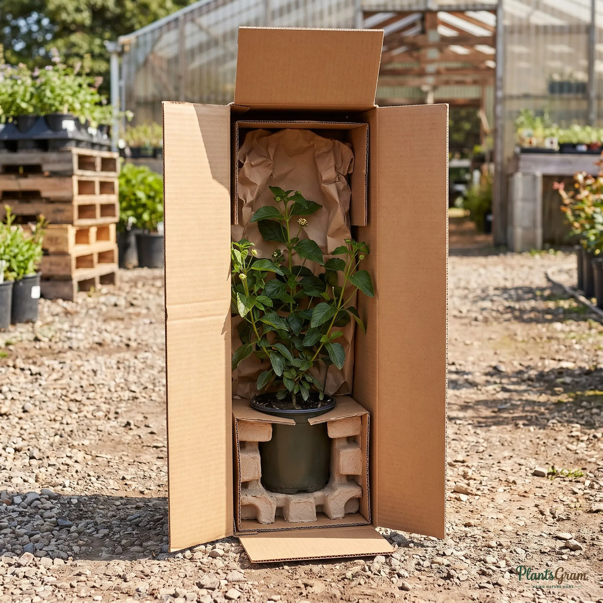 Lantana Red plant packed inside a shipping box