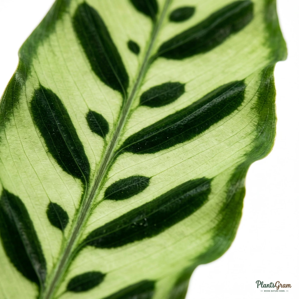 Leaf surface close-up showing intricate dark spots
