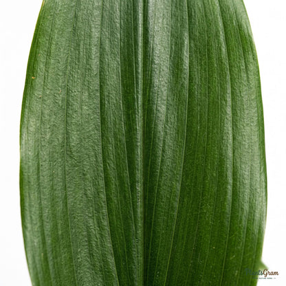 Close-up of glossy dark green Cast Iron Plant leaf texture