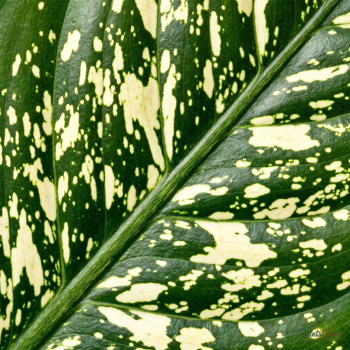 Macro photograph of Dieffenbachia Maculata leaf variegation