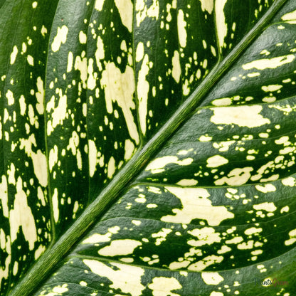 Macro photograph of Dieffenbachia Maculata leaf variegation