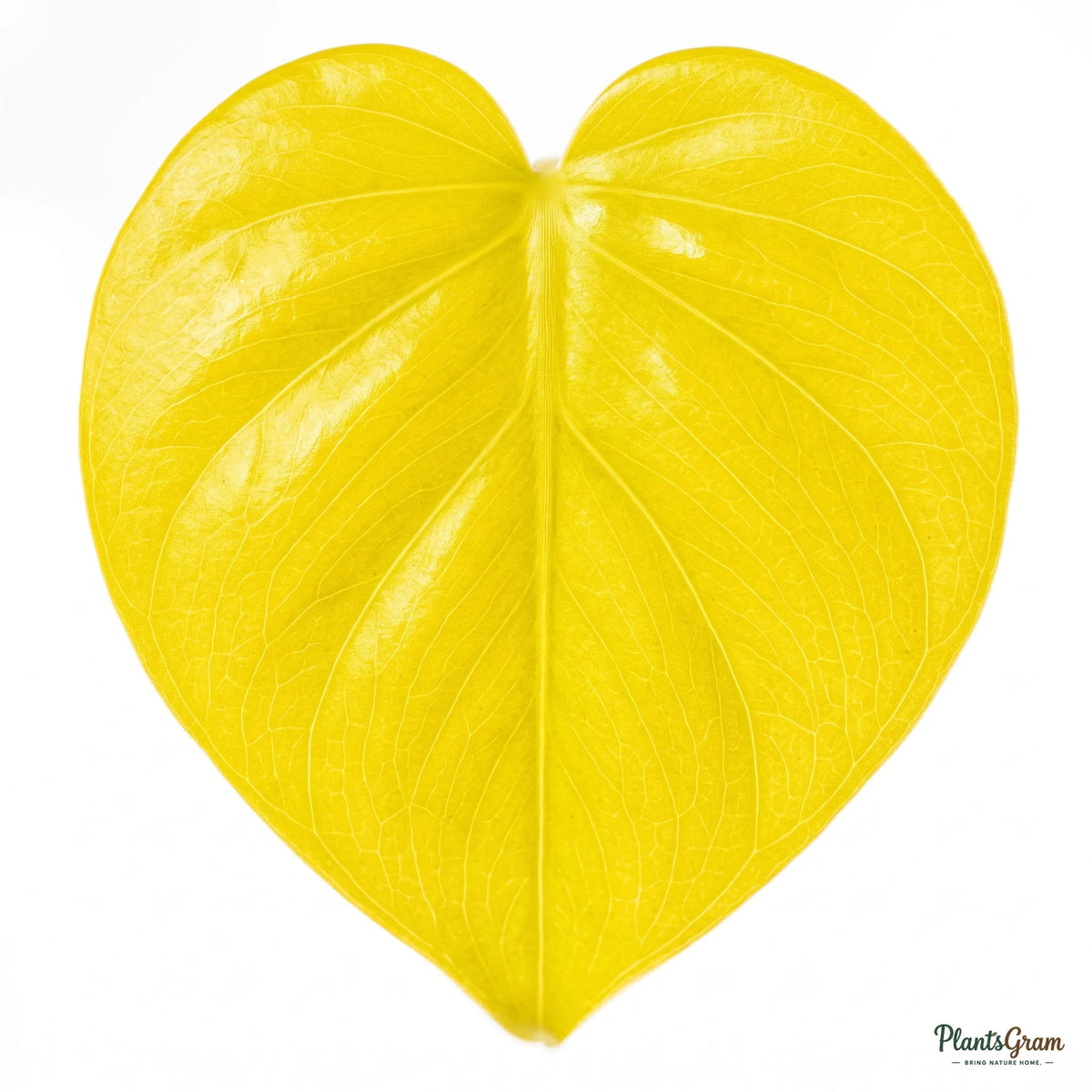 Close-up macro photograph of golden leaf veins