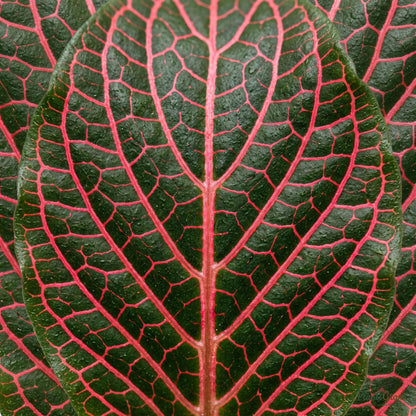 Fittonia Red Plant - Nerve Plant (Fittonia albivenis)