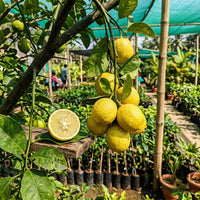 Lemon Balaji