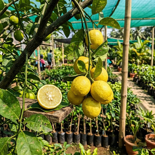 Lemon Balaji
