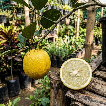 Lemon Balaji