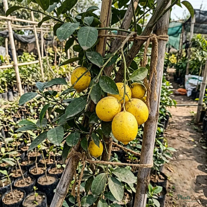 Lemon Balaji