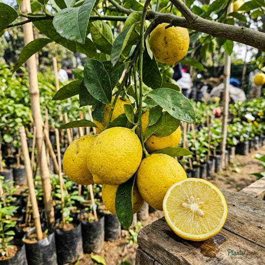 Lemon Hybrid Fruit Plant
