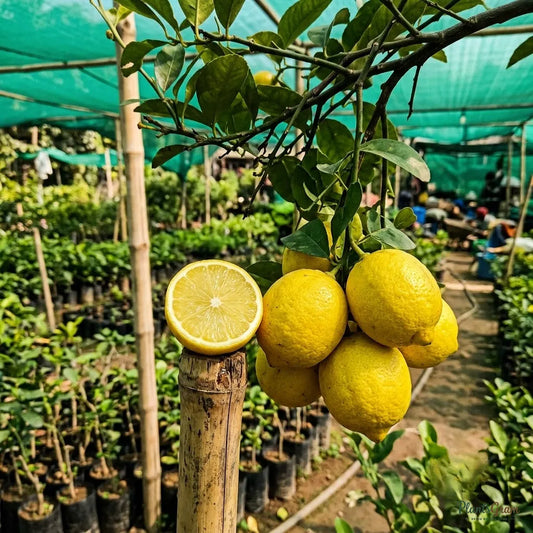 Lemon - Seedless