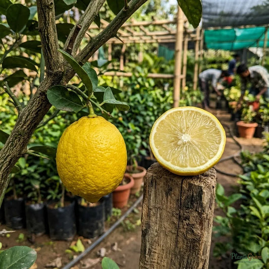 Lemon - Seedless