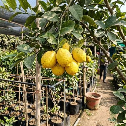 Lemon - Seedless