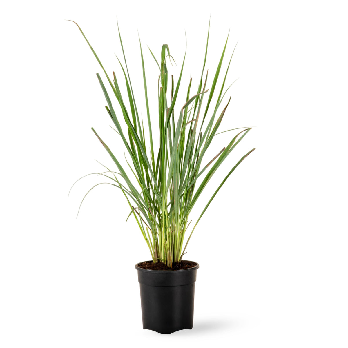 Citronella Grass Plant (Lemon-Scented)