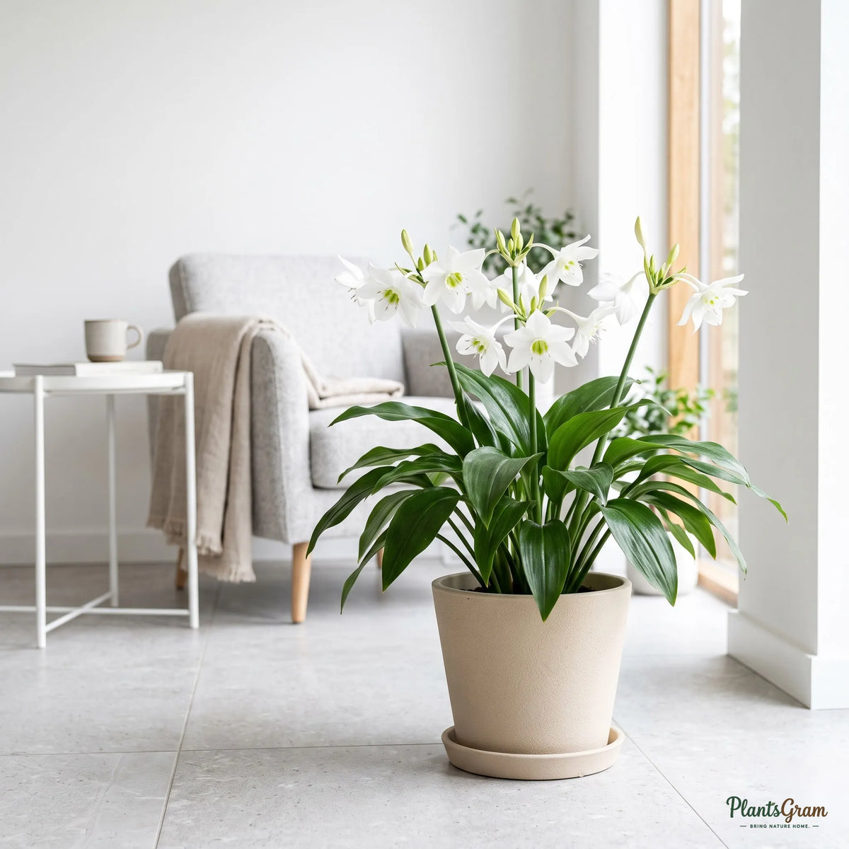 Eucharis Amazon Lily plant with white blooms in a beige planter