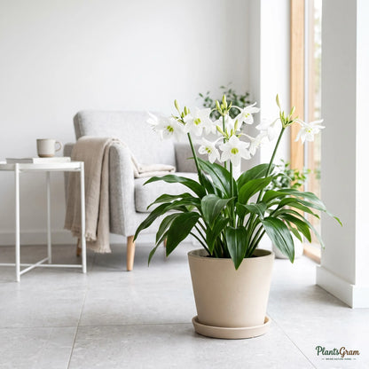 Eucharis Amazon Lily plant with white blooms in a beige planter