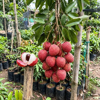 Litchi / Lychee (Air Layered)