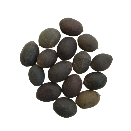 Lotus Pink Flower Seeds