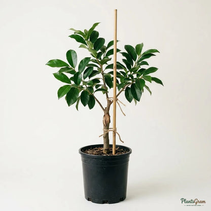Lovi Lovi (Batoko Plum) Fruit Plant