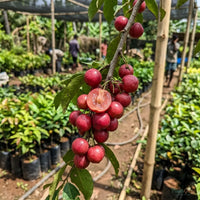 Lovi Lovi (Batoko Plum) Fruit Plant