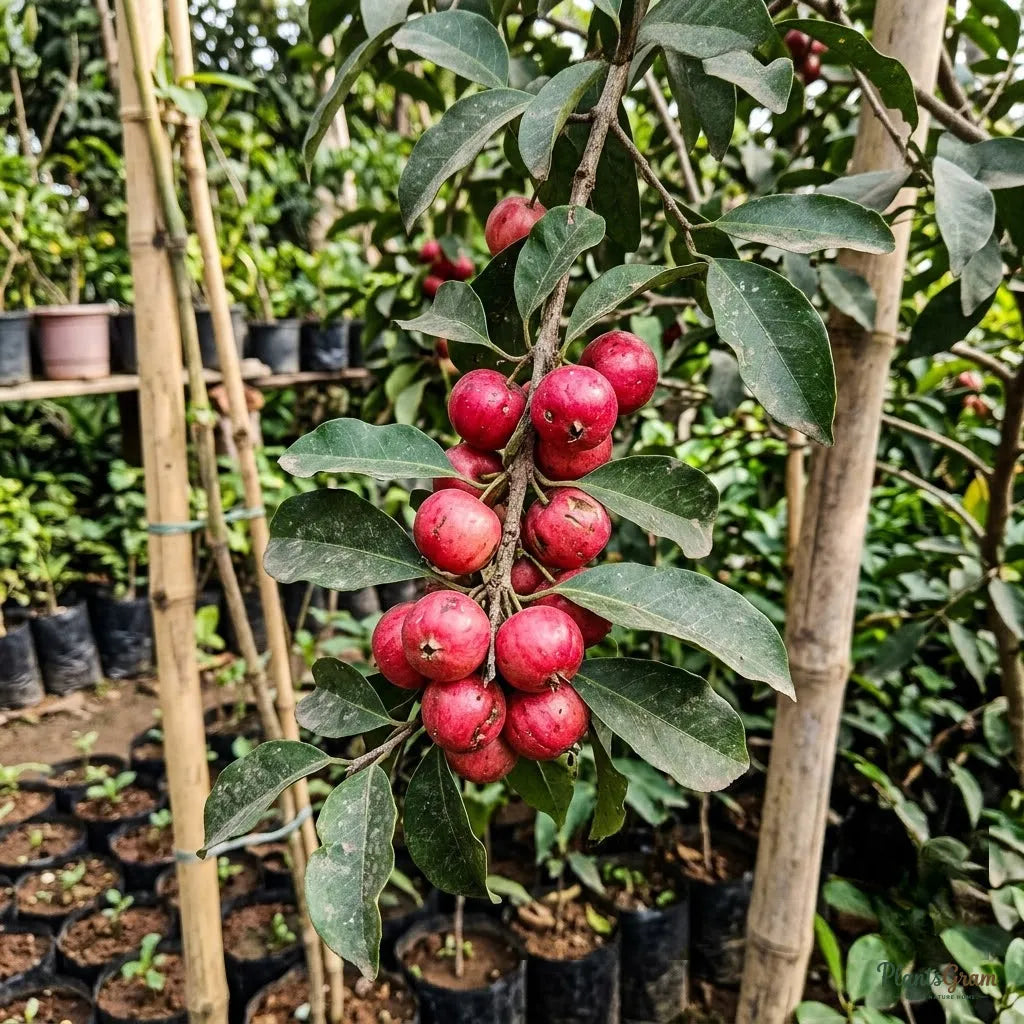 Lovi Lovi (Batoko Plum) Fruit Plant