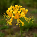 Lycoris Yellow Color Flower Bulb