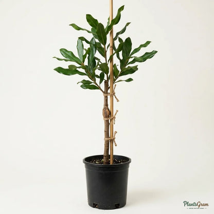 Macadamia Nut Tree