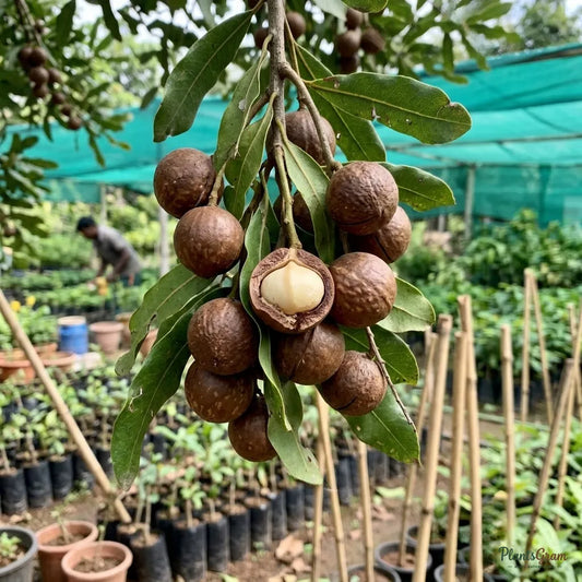 Macadamia Nut Tree