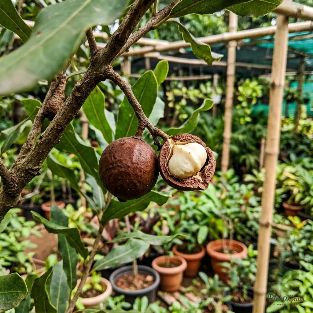 Macadamia Nut Tree