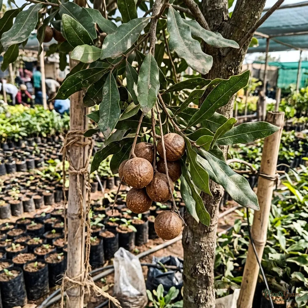 Macadamia Nut Tree
