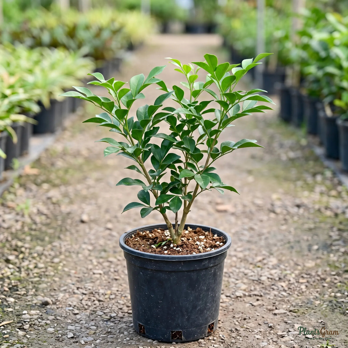 Satin Wood / Madhu Kamini - Murraya paniculata