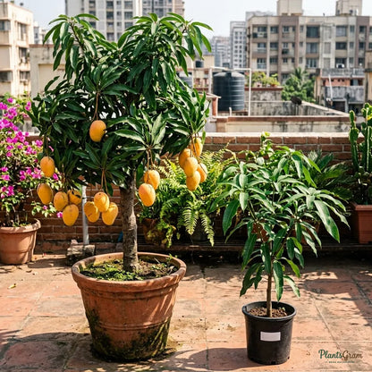 Mango Alphonso (Grafted)