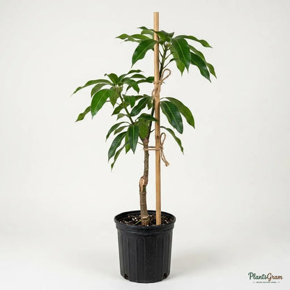 Mango Alphonso (Grafted)