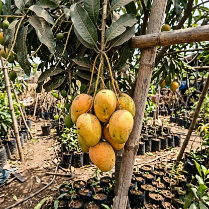 Mango Alphonso (Grafted)