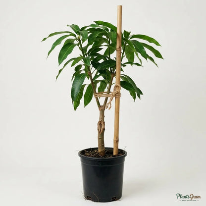 Mango (Grafted) - Banaganpalli / Baneshan