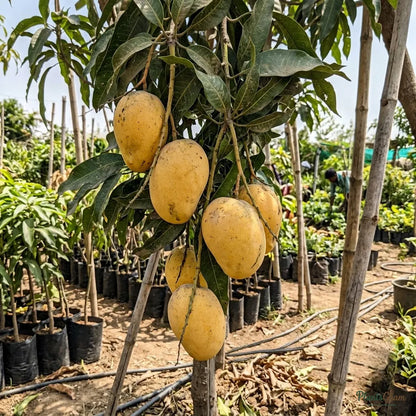 Mango (Grafted) - Banaganpalli / Baneshan