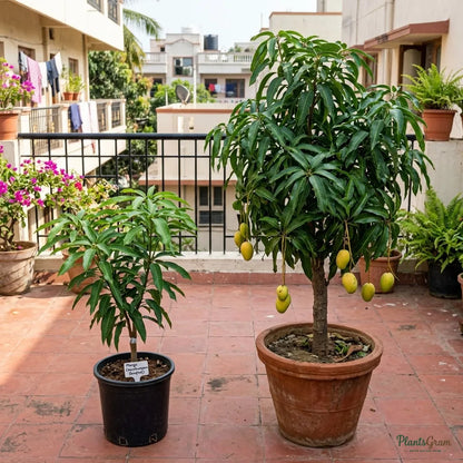 Mango (Cherukurasam) - Grafted