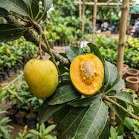 Mango (Cherukurasam) - Grafted