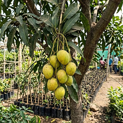 Mango (Cherukurasam) - Grafted