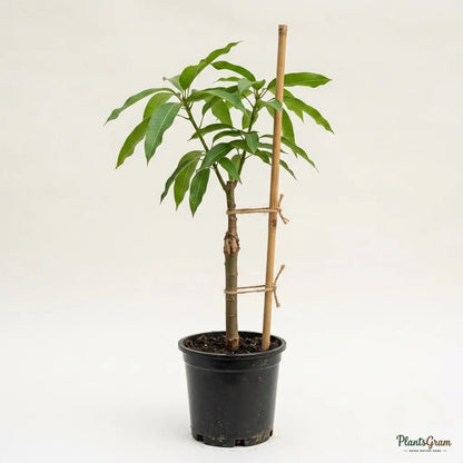 Mango Chinna Rasam (Grafted) - Fruit Plant