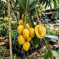 Mango Chinna Rasam (Grafted) - Fruit Plant