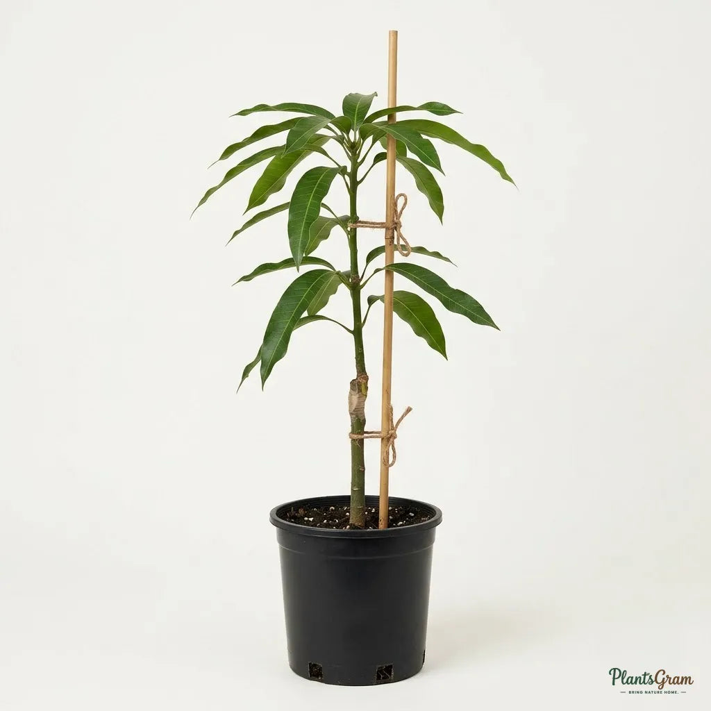 Mango (Grafted) - Dasheri