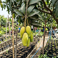 Mango (Grafted) - Dasheri