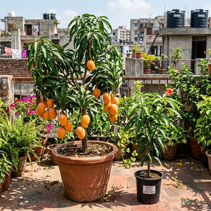 Mango (Grafted) - Kesar Variety
