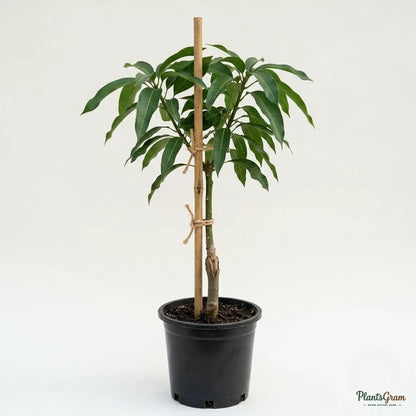 Mango (Grafted) - Kesar Variety
