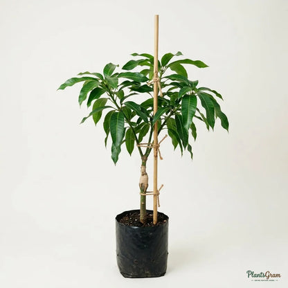 Mango Kothapalli Kobbari (Grafted) - Fruit Plant