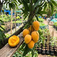 Mango Kothapalli Kobbari (Grafted) - Fruit Plant