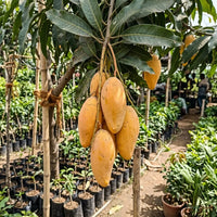 Mango (Grafted) - Mallika