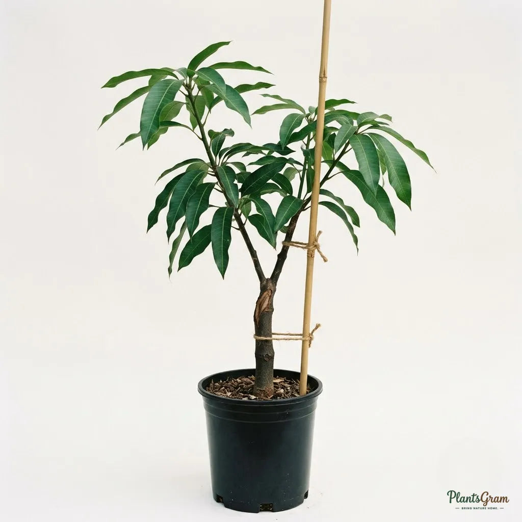 Mango (Neelam) - Grafted