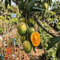 Mango (Neelam) - Grafted