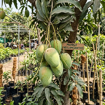 Mango (Neelam) - Grafted
